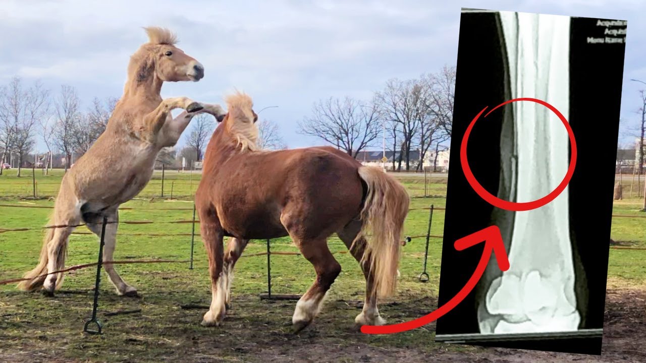 PAARD VALT AAN?! 😨 Dierenarts komt voor belangrijke reden... ❤️‍🩹