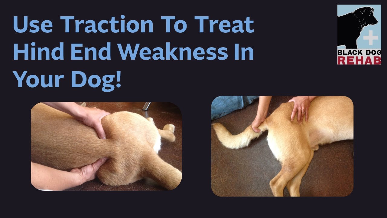 Use Traction To Treat Hind End Weakness In Your Dog!
