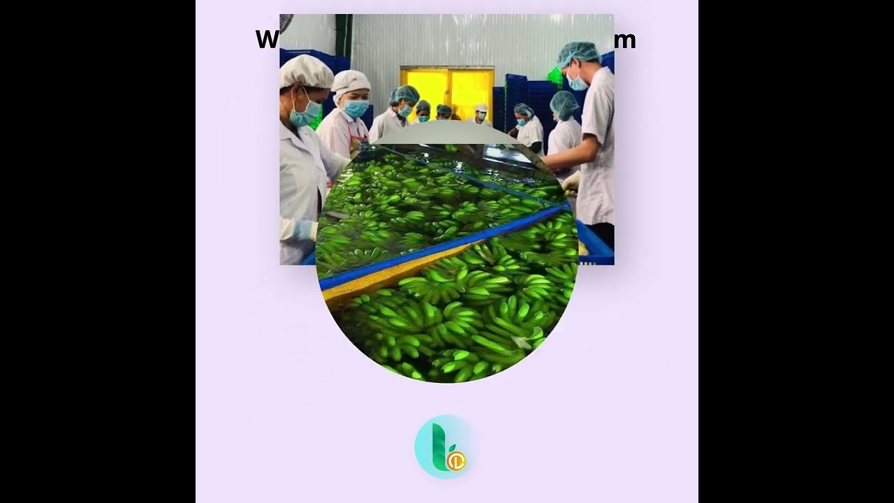 LCD Fruit Vietnam fruit supplier Dragon fruit, Jack fruit, Durian, Frozen Avocado, Mango...
