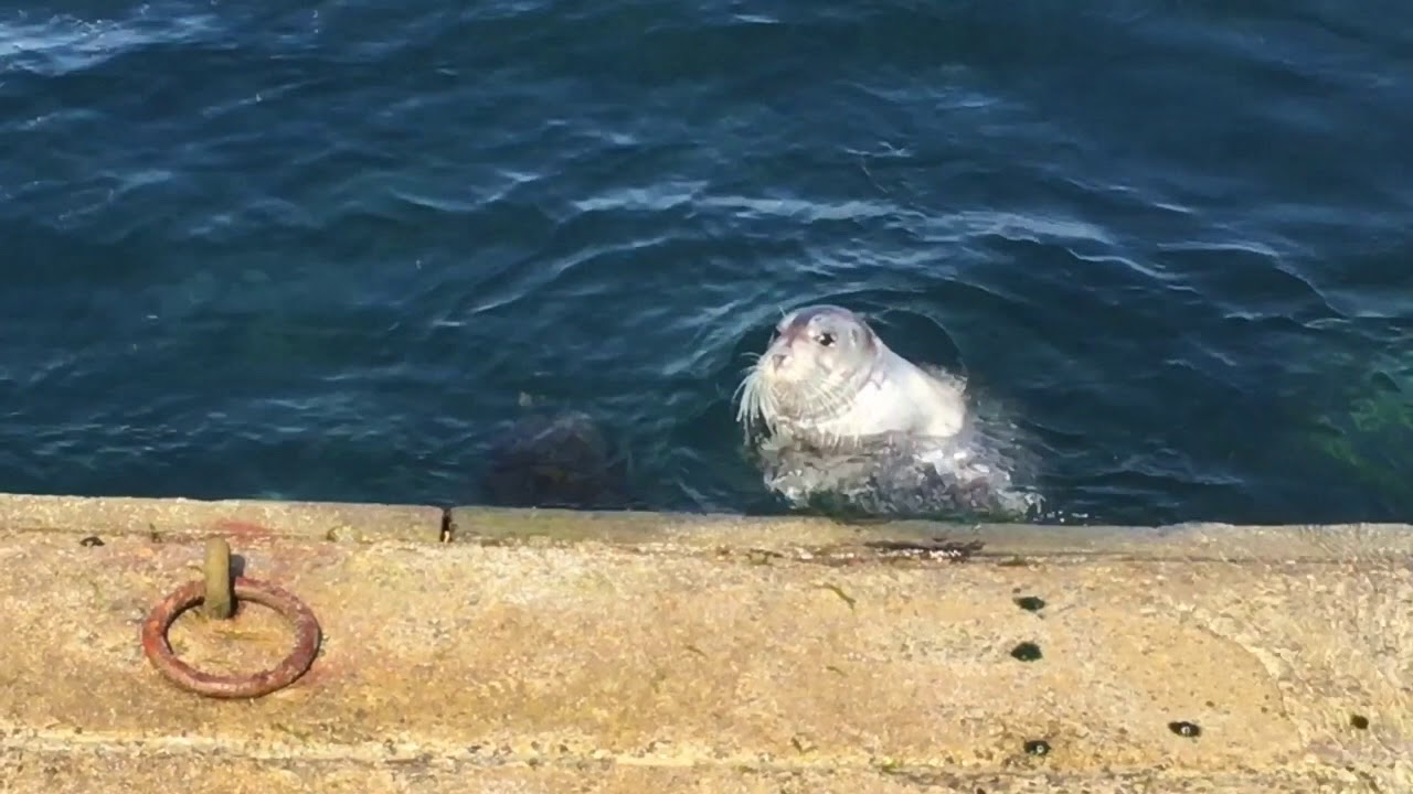 Bearded seal in central Lerwick