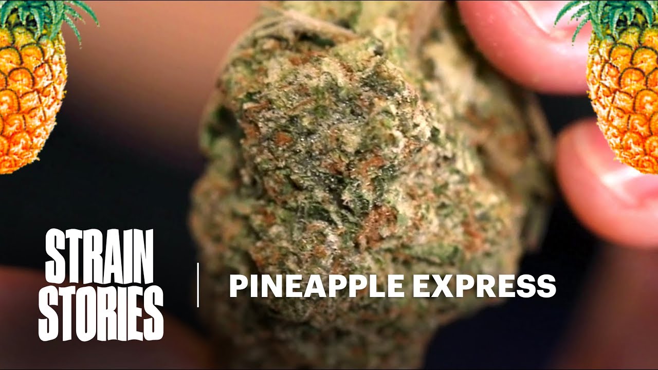 Pineapple Express: Hollywood's Famous Strain | Strain Stories | Herb