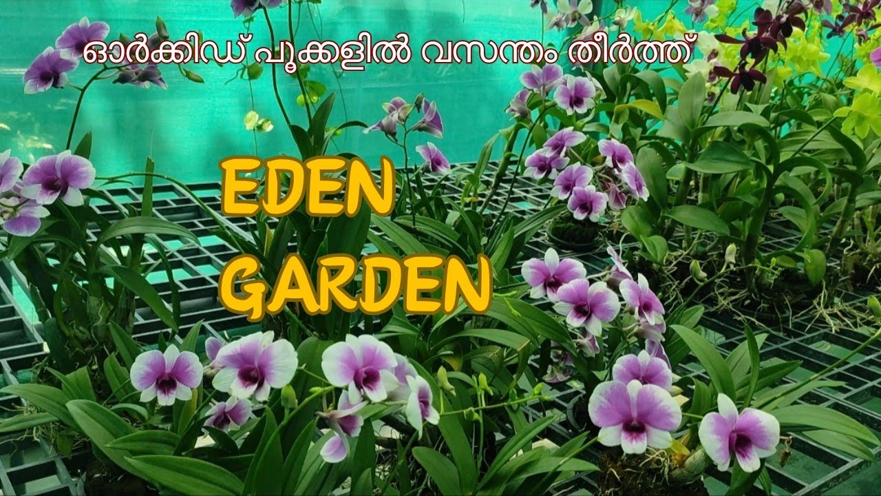 ഓർക്കിഡ് പൂന്തോട്ടം l Orchid Garden Thrissur l Nilayude Theerangal l #orchid