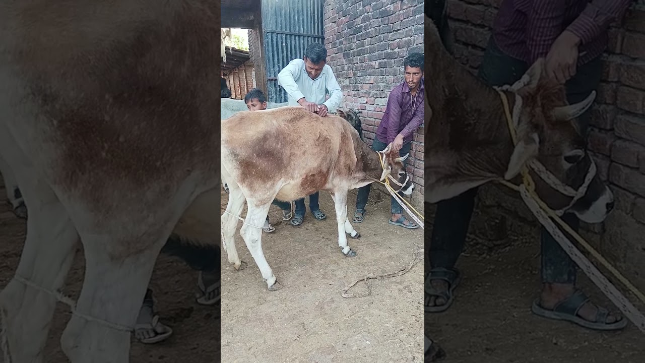 गाय में कृत्रिम गर्भाधान करने का तरीका #snehavlogs #veterinary #vet #cow #ai  #explore #video #viral