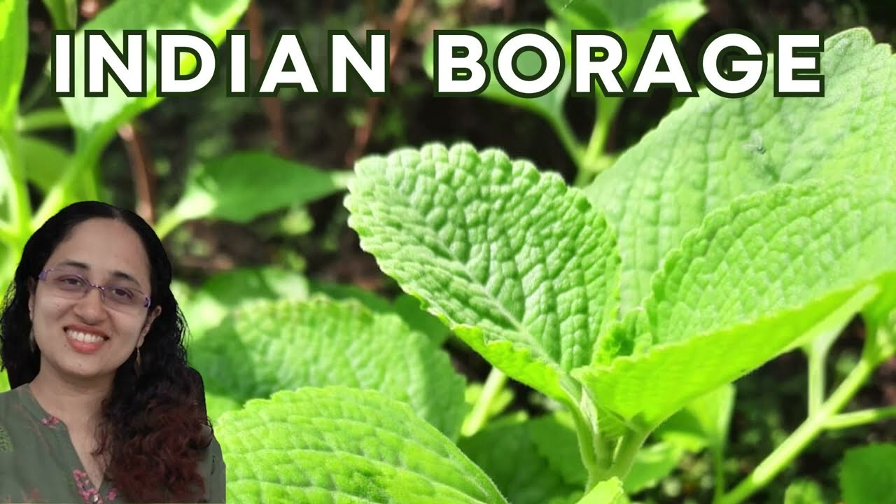 Indian Borage | Panikoorkka | Karpooravalli | Mexican Mint - Easy to grow in gardens #plantlover