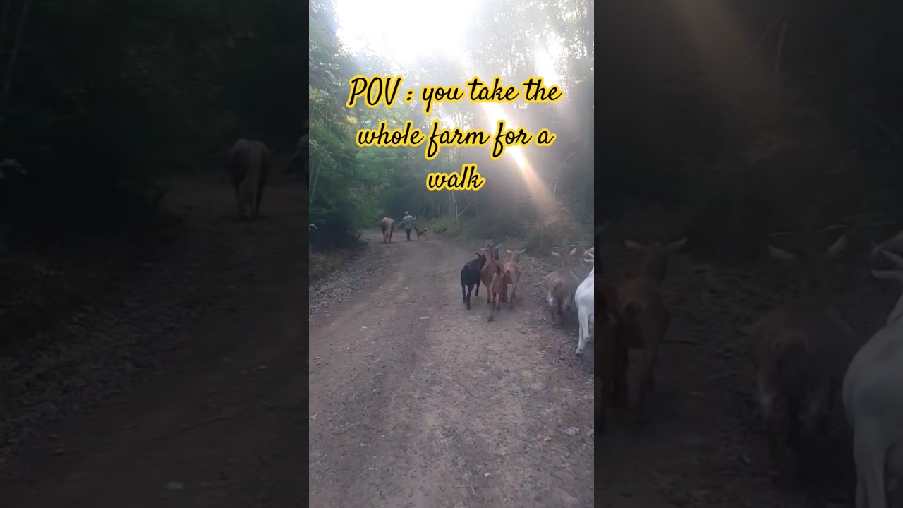 It's rarely just a dog walk 