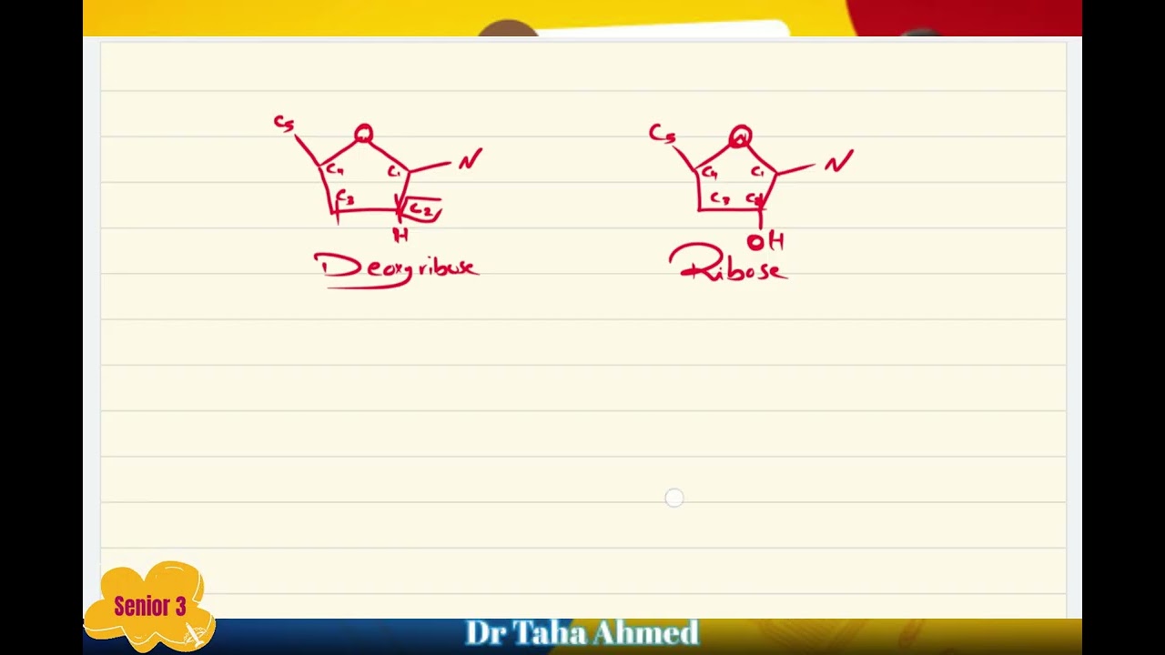Biology: Chapter 5: Section B (Lecture 2) H.W correction