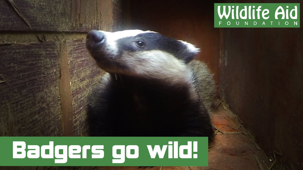 Badgers Go Wild! The class of 2014 has graduated!