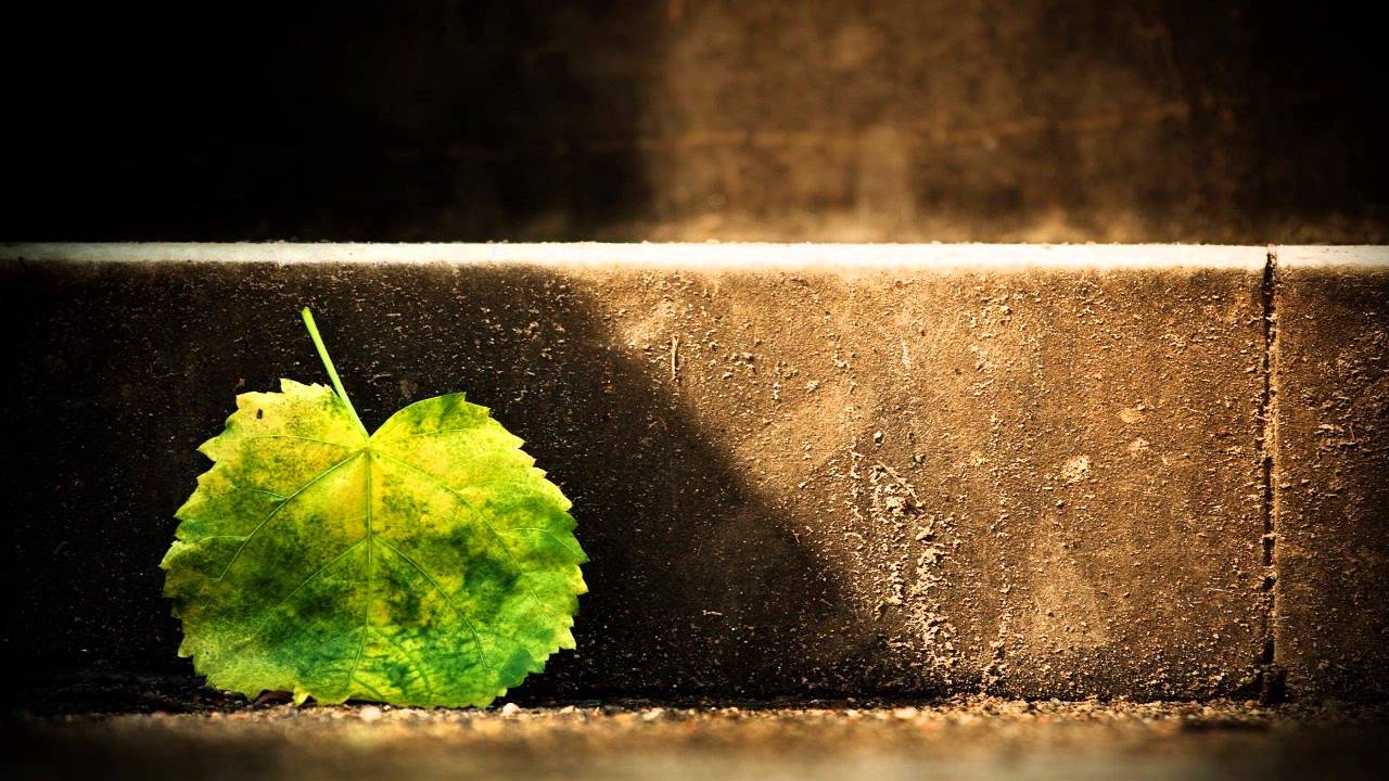 Ishq - Leaf (HD)