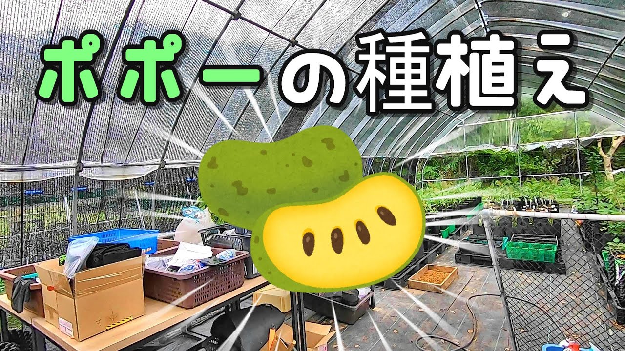 【初めての農業】ポポーの種を植えます