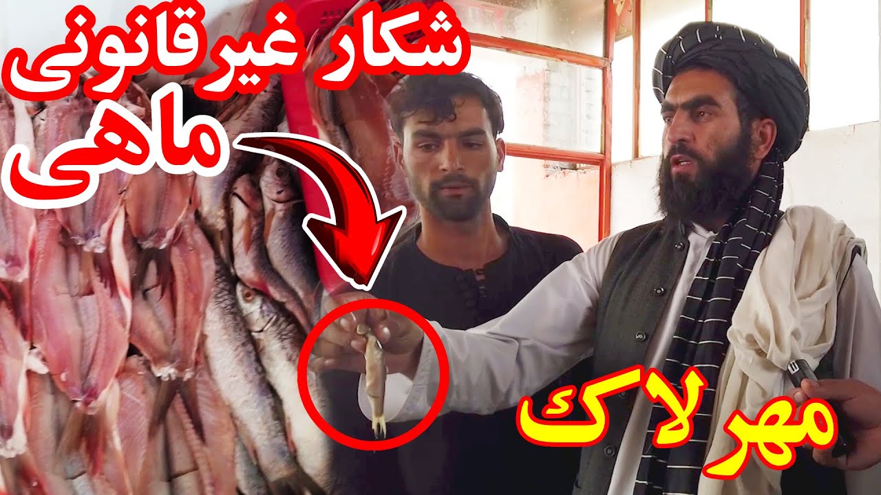 کنترل نرخ و مهرلاک رستورانت ها توسط شهردار ولایت کاپیسا