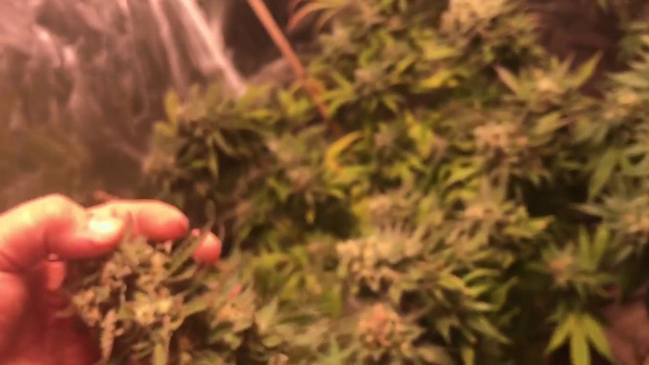 630w CMH test grow. wk 10 in flower The Incredible Bulk