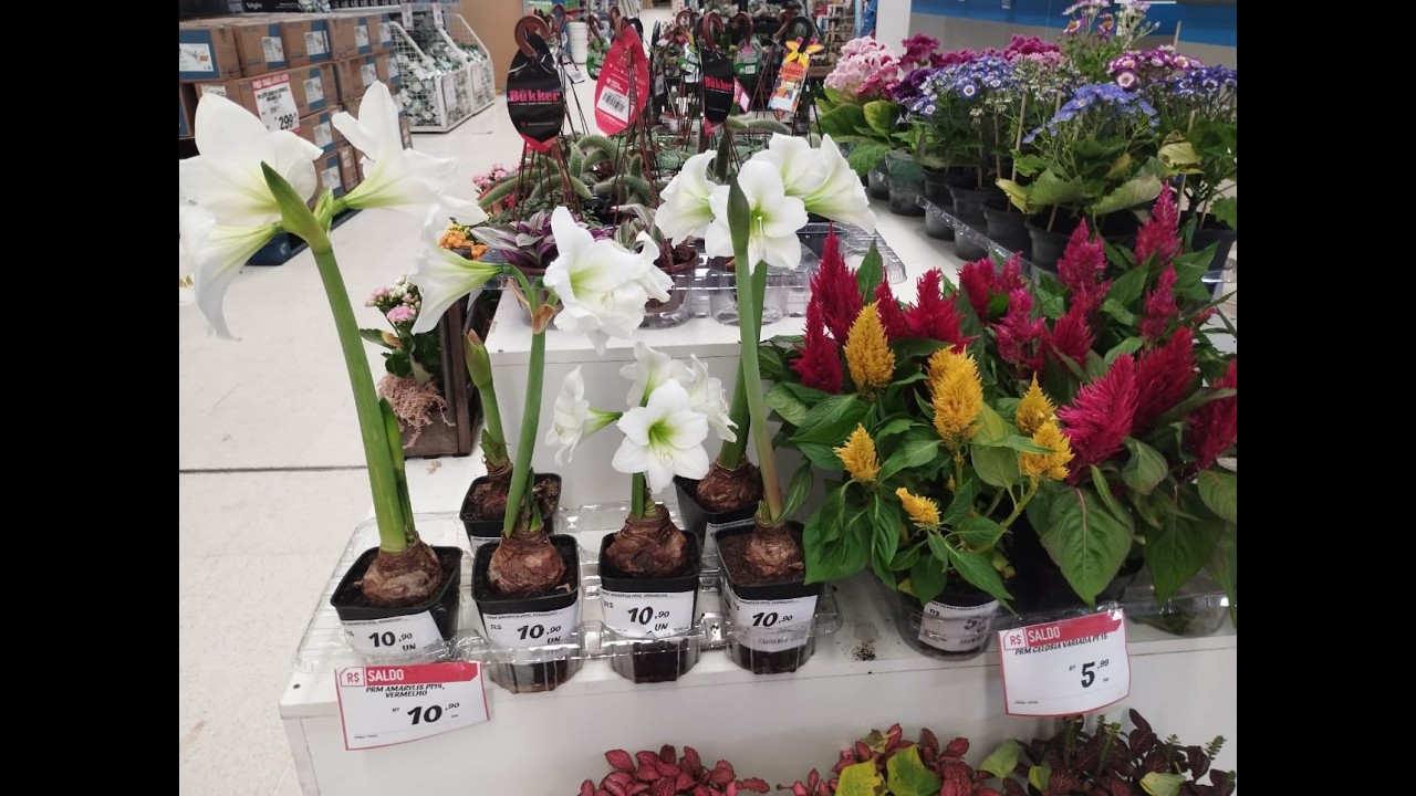 Fui na loja SODIMAC e quando cheguei tive a ideia de mostrar as plantinhas que tenho