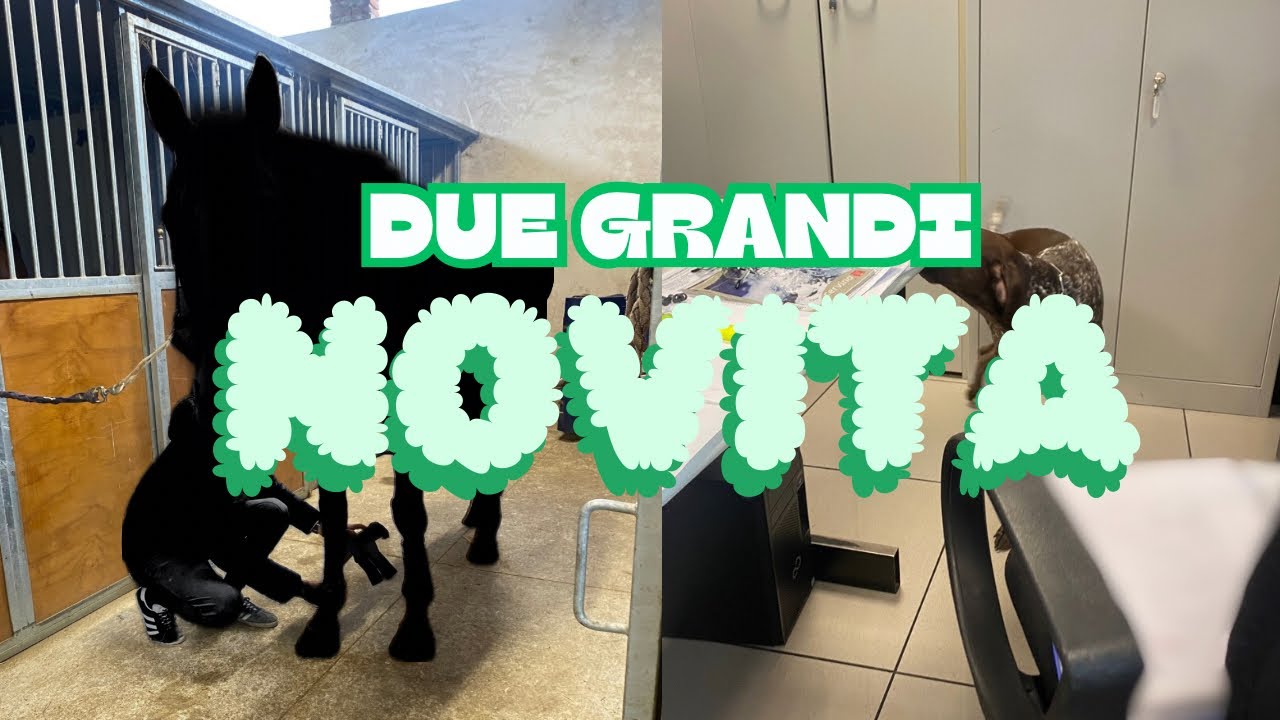 🦋È il momento di dirvi TUTTO🐴