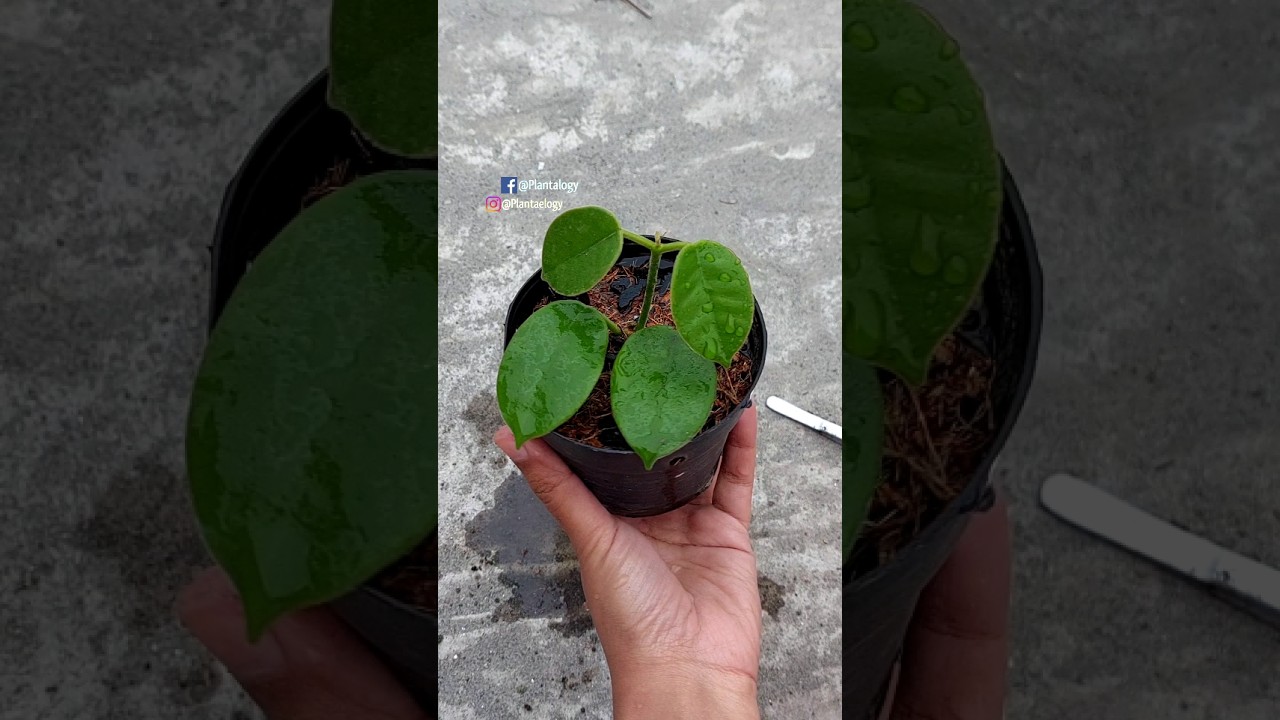 Repotting Indoor Plant Hoya Coronaria "White"// Hoya Plant Care