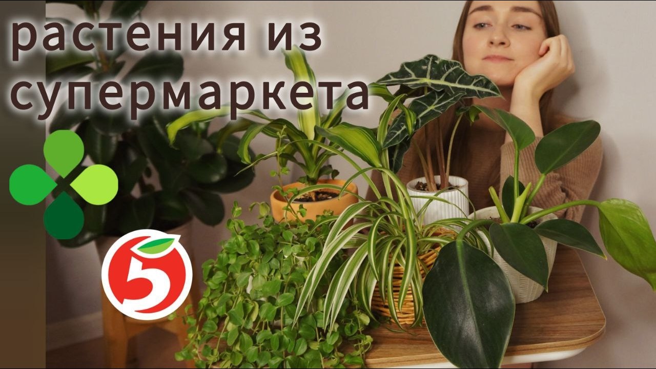 Купила растения в магазине — показываю, что с ними стало. Как выбрать хорошее растение в Пятёрочке?