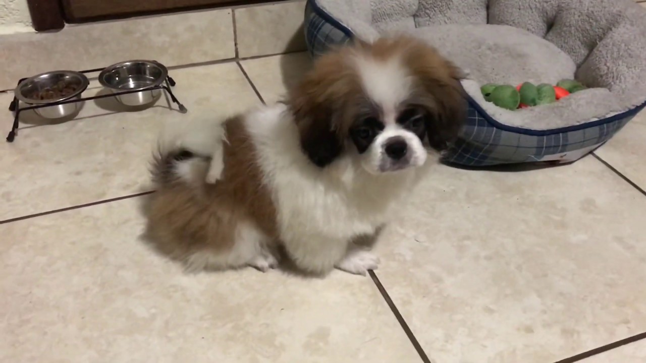 Shih Tzu Prapso | La Casita de los Shih Tzu