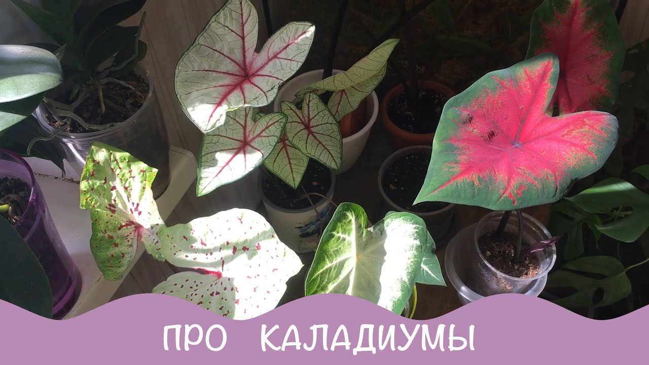 Комнатные растения. Про Каладиум. Как и что с ними.