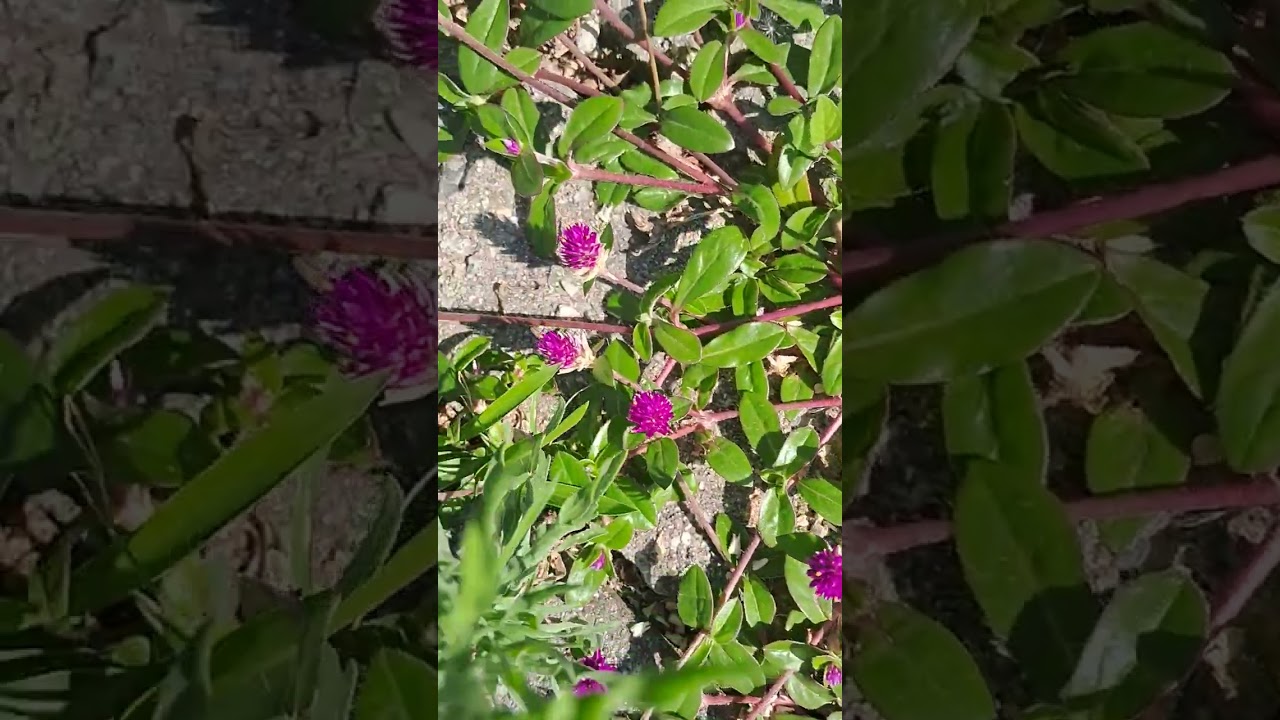 #deusnocomando #florescimento #garden #florescer #nature #floresca #funny #florindo #art #quedemais