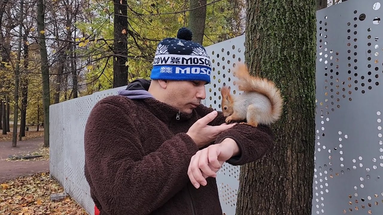 Белки, лебеди и вороны обедают в парке Горького. 30.10.2025. Музыка: Mild Minds feat. Boats – WALLS