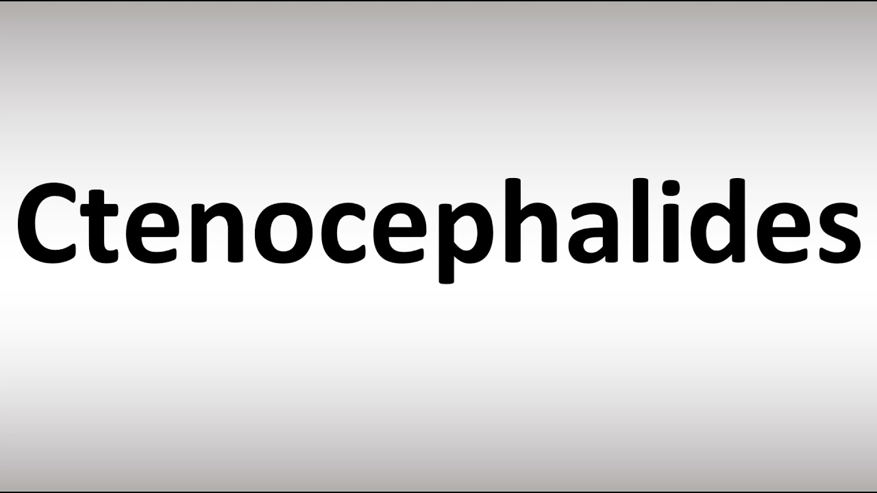 How to Pronounce Ctenocephalides
