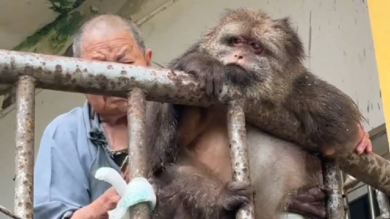 Xingxing Is The Most Emotionally Stable When She Is With Master!