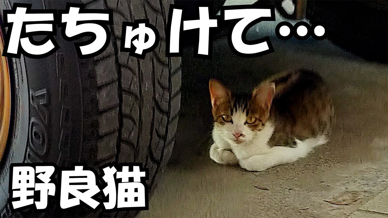 【野良猫】何かを伝えてる？#1