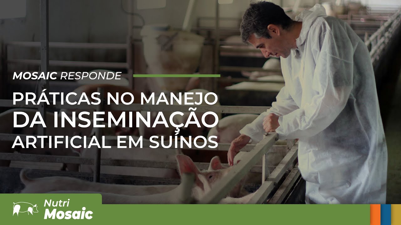 Mosaic Responde | Inseminação em suínos e o manejo correto