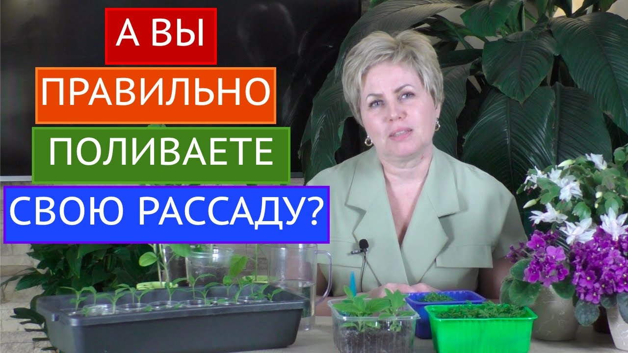 ОСНОВНЫЕ ОШИБКИ ПРИ ПОЛИВЕ РАССАДЫ! БУДЬТЕ ВНИМАТЕЛЬНЫ!