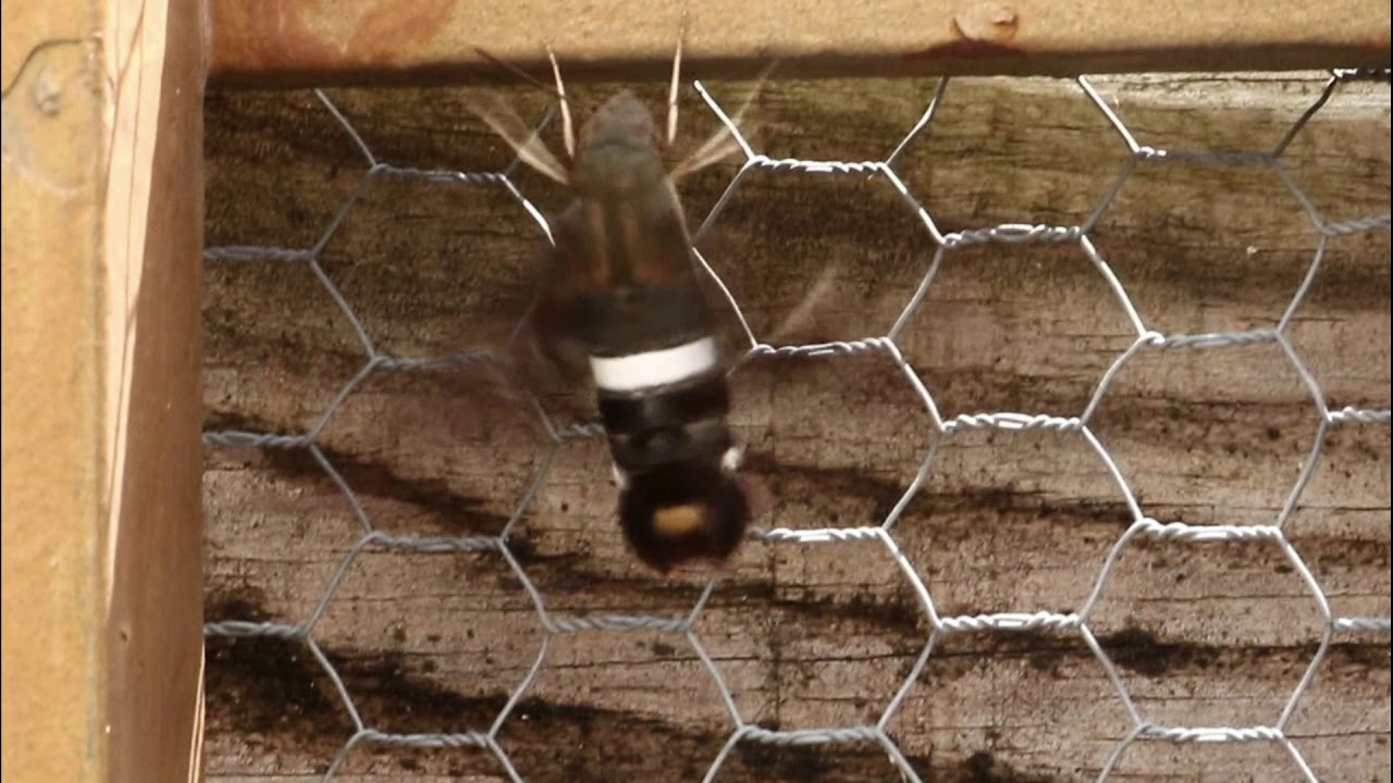 Romanceiro do Bin - de Zecrinha e Wir Caetano