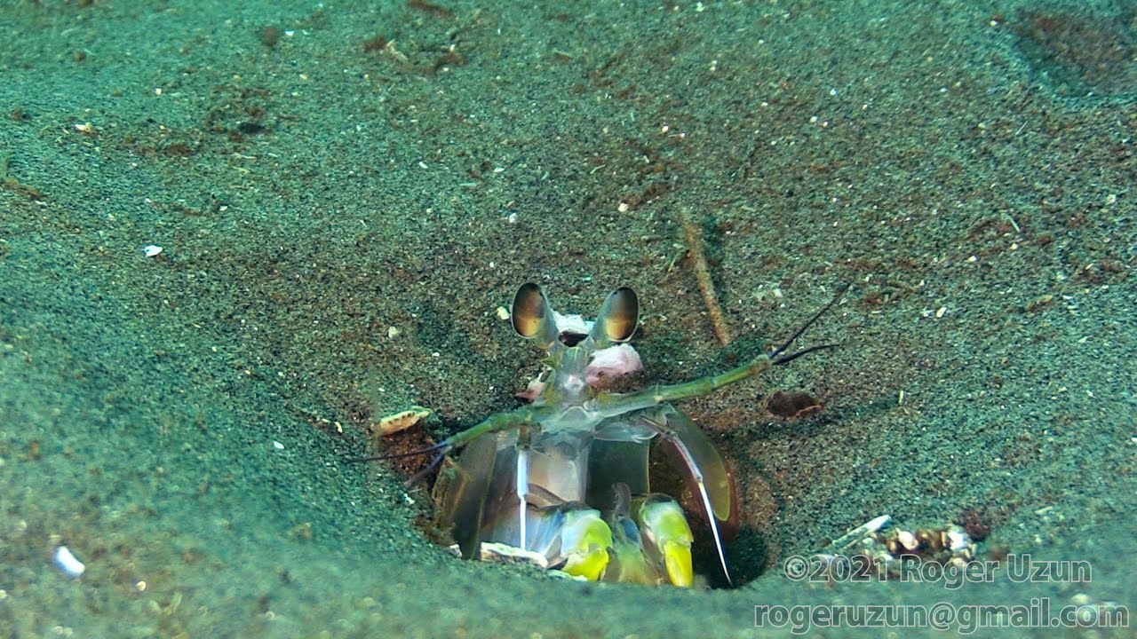 HDObservations : California Mantis Shrimp (4K UHD)