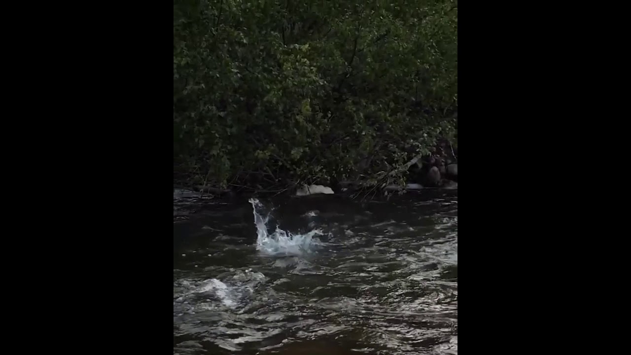 Trout Fish in Swat River