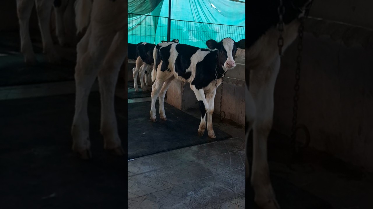 top quality wws lathworth rochester calf at kamiyab  hf cow