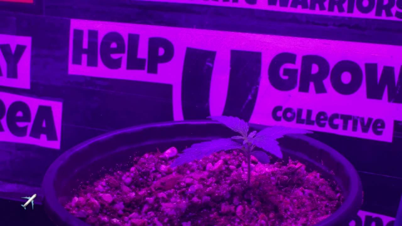 2x4 indoor Grow tent progress (5 strains )