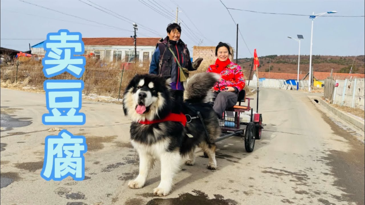 东北农村：阿拉斯加旺财拉了两年车，今天终于把豆腐颠成豆腐脑了 #乡村守护人 #东北农村 #雪橇三傻之阿拉斯加