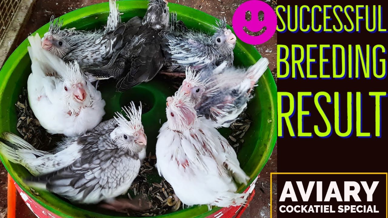 Successful Breeding Results | Cockatiels Special | All my pairs with Chicks | Rcube World