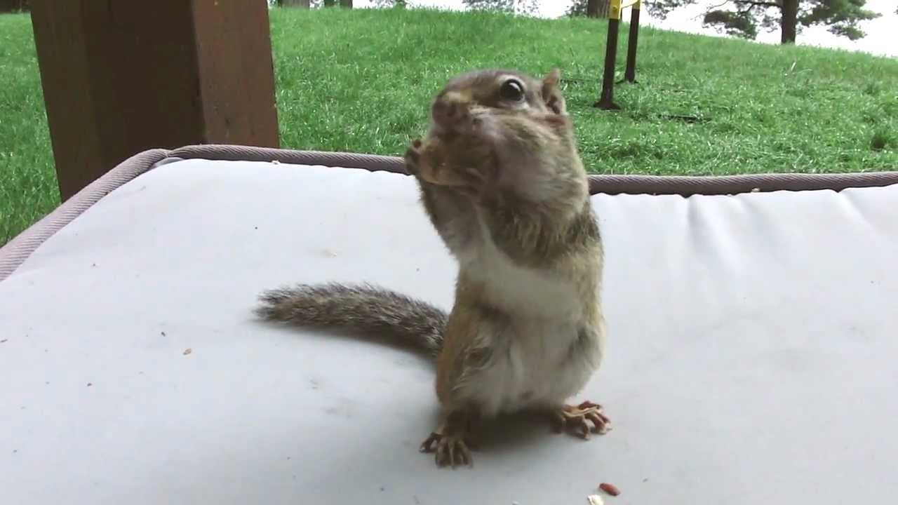 Cute chipmunk - Feeding the chipmunks at the cottage