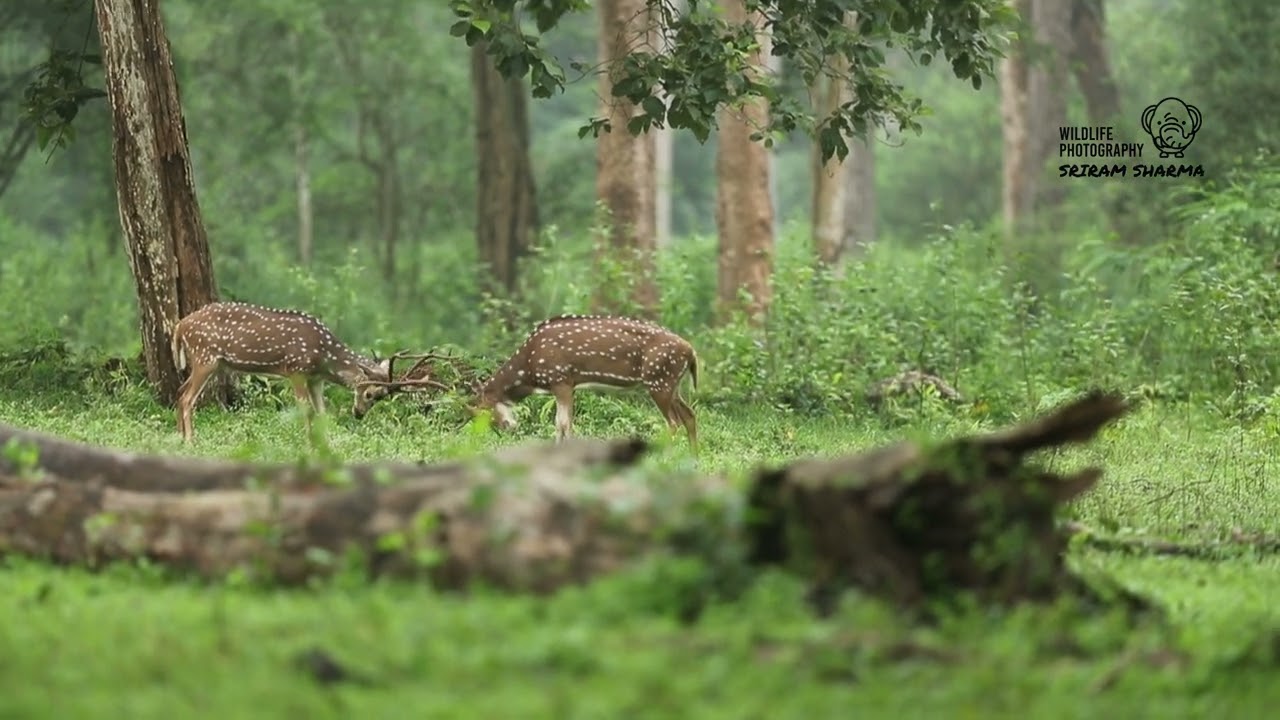 Travel Log to Kabini