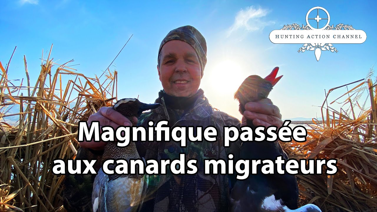 Résumé d’une magnifique passée aux canards migrateurs