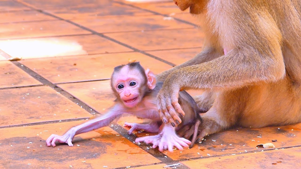 Oh, the baby monkey looks so s@d when Mom t.ries to catch it while it’s learning to walk.