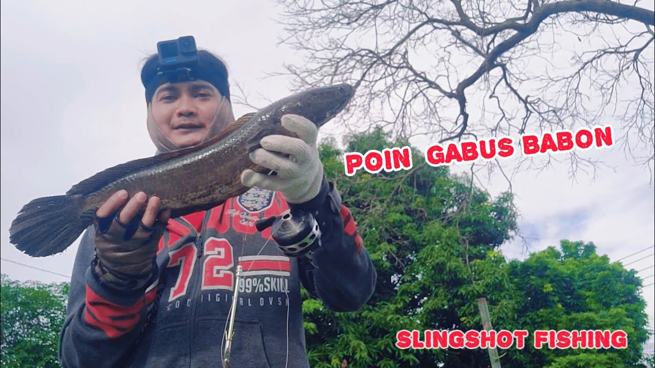 ketapel ikan gabus penghuni bawah jembatan