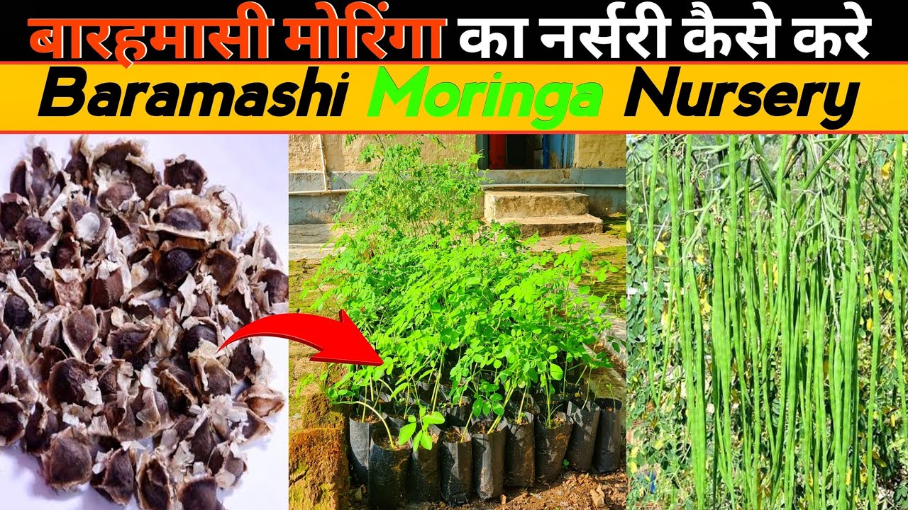 Baramashi Drumstick Nursery Preparation | ODC-3 All Time Moringa | बारहमासी मोरिंगा नर्सरी कैसे करे
