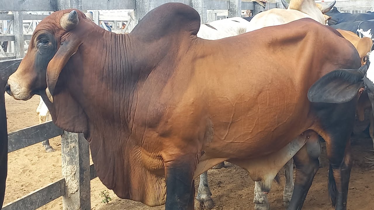 Feira de gado em Dois Riachos Alagoas 14/01/26