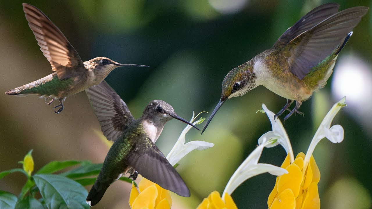 Tiny Wings, Big Impact: Ruby Throated Hummingbird