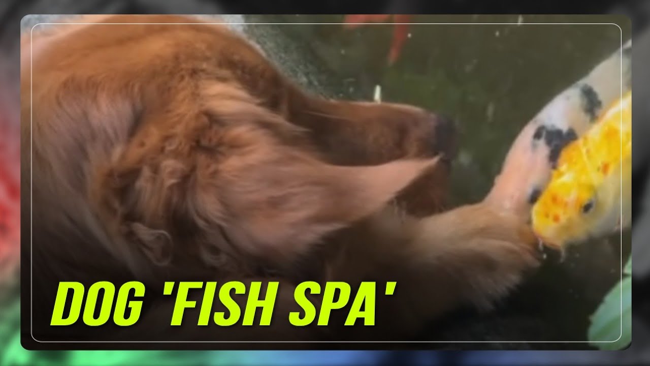 PANOORIN: Golden Retriever paboritong relaxation ang 'fish spa' treatment sa Makati | ABS-CBN News