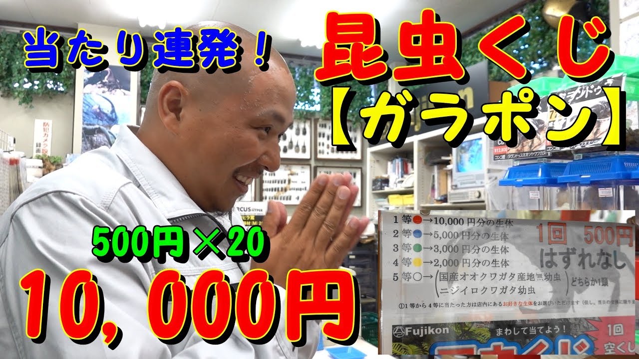 カブトムシ&クワガタ専門店フジコンさんで昆虫くじ1万円分で凄い結果に！ Beetle or stag beetle videos