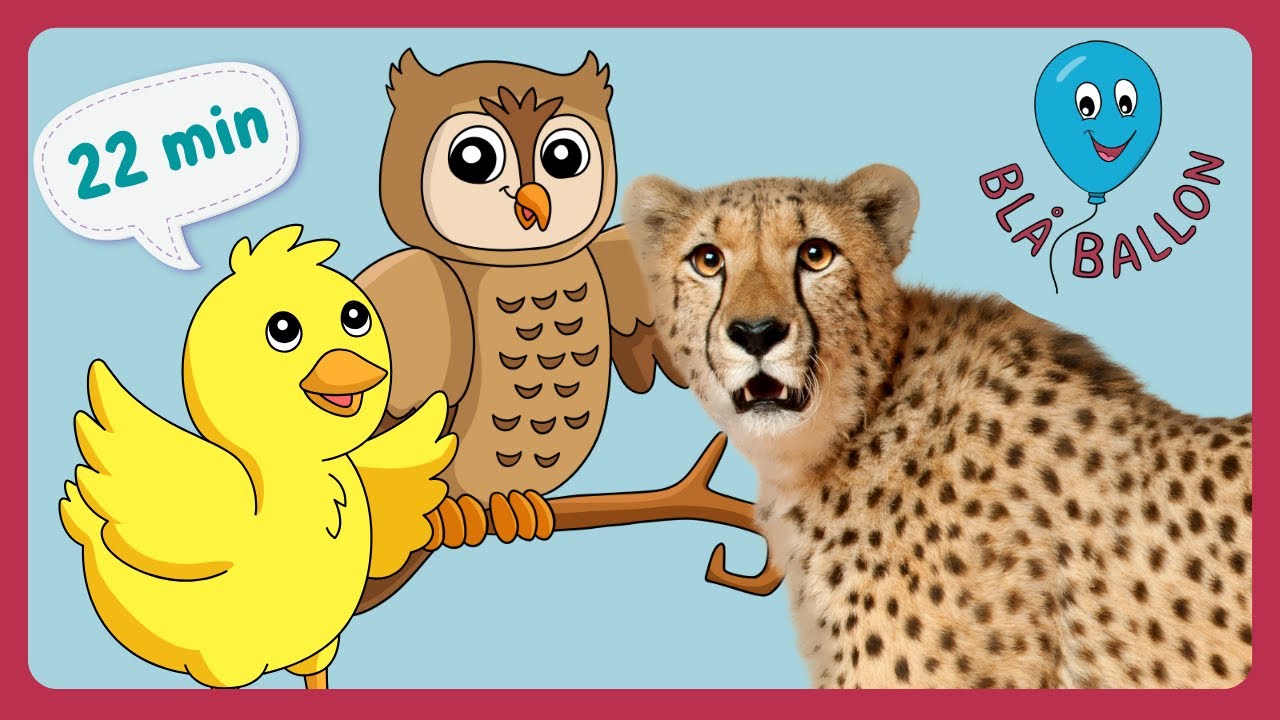 22 MINUTTER: Ugle. Gepard. Høns. 3 sjove dyrefilm for børn. Masser af fakta og læring om dyr.