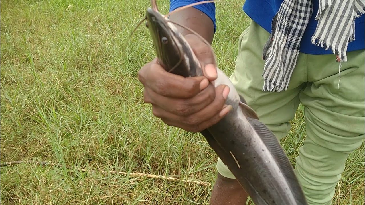 வயல் காட்டில் உள்ள மடையில் தூண்டிலில் பிடித்த Cat fish மீன்கள்