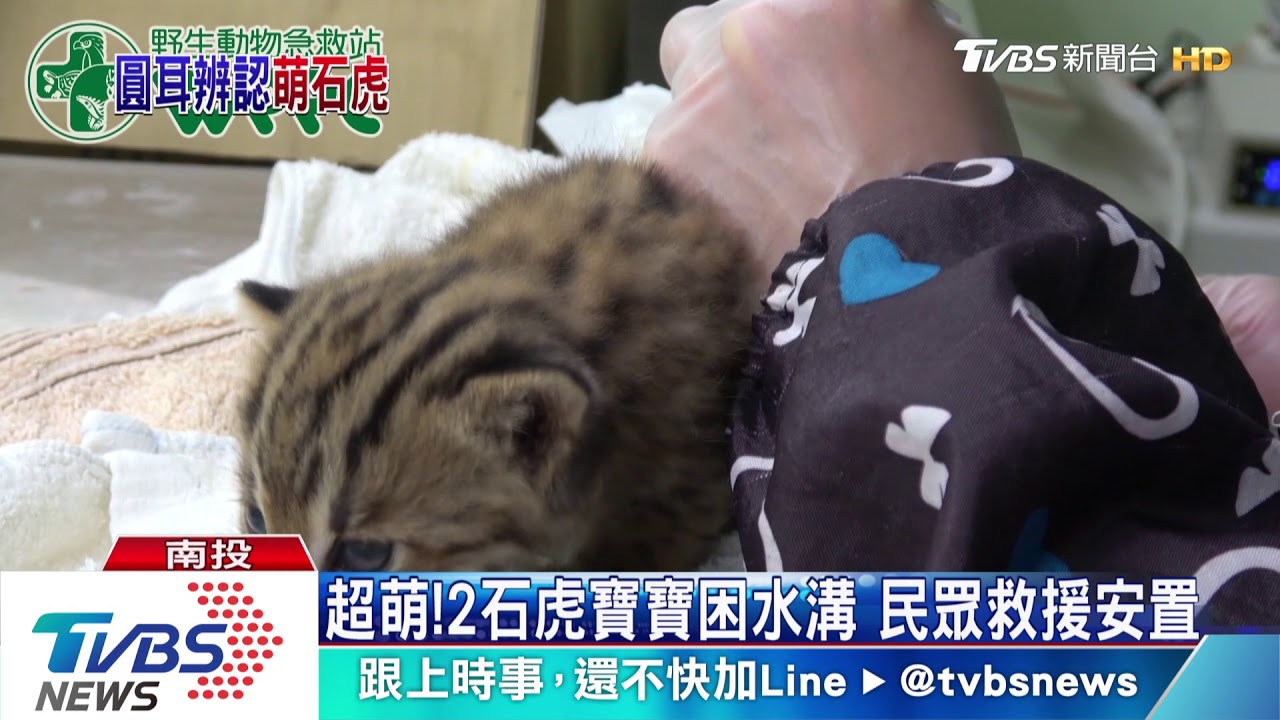 超萌！2石虎寶寶困水溝　民眾救援安置