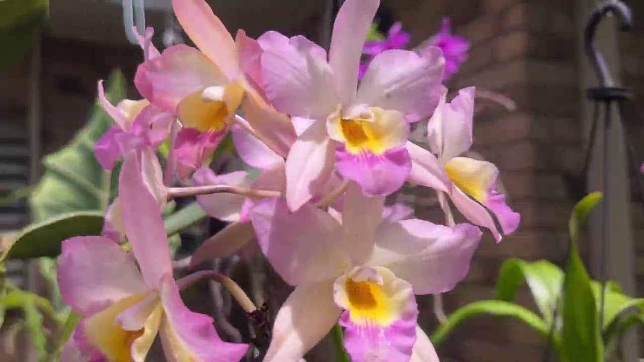 Орхидеи Каттлеи, Цимбидиум, Иванагара, Дендробиум Нобили. Growing Orchids in Australia 