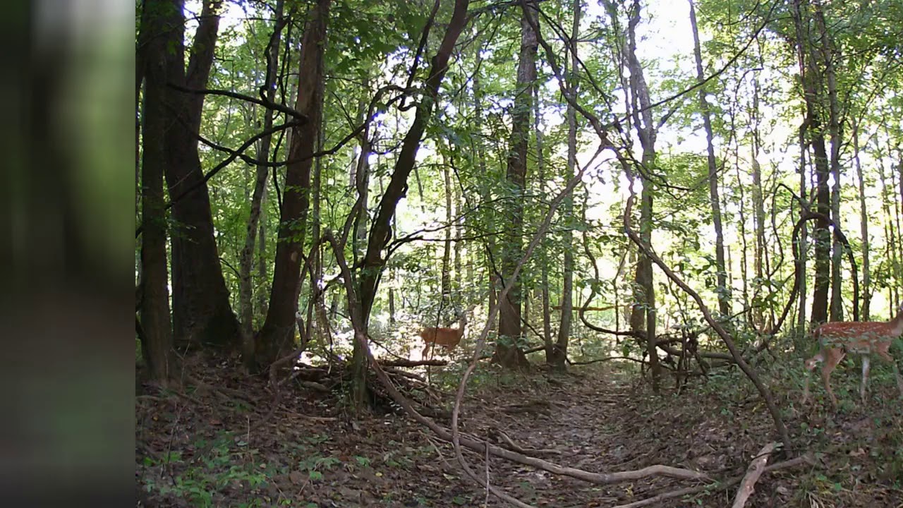 User Review: 【2020 Upgrade】Campark Trail Camera-Waterproof 16MP 1080P Game Hunting Scouting C...